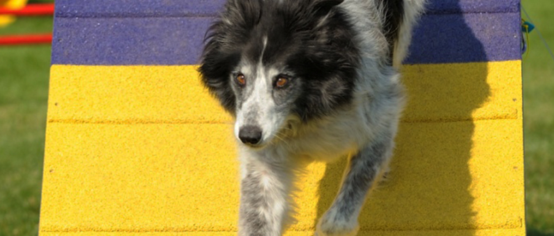Agility Competition – Bo on the A Frame photo courtesy of Keith Highley, KH Photography