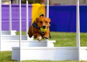 Flyball Competition – Bree on the runback photo courtesy of Keith Highley, KH Photography