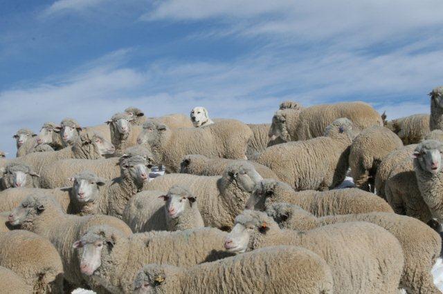 Meeker Sheep arrive on the Utah desert - Meeker Classic Sheepdog Trials ...