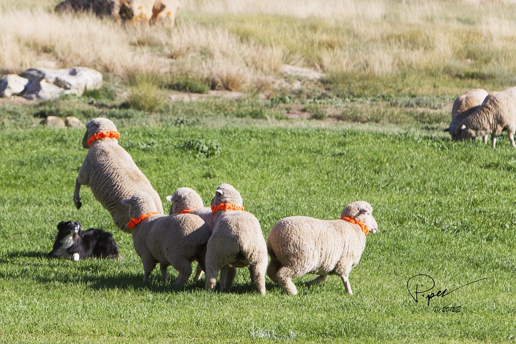 "Meekered" Meeker Classic Sheepdog Trials Meeker Colorado