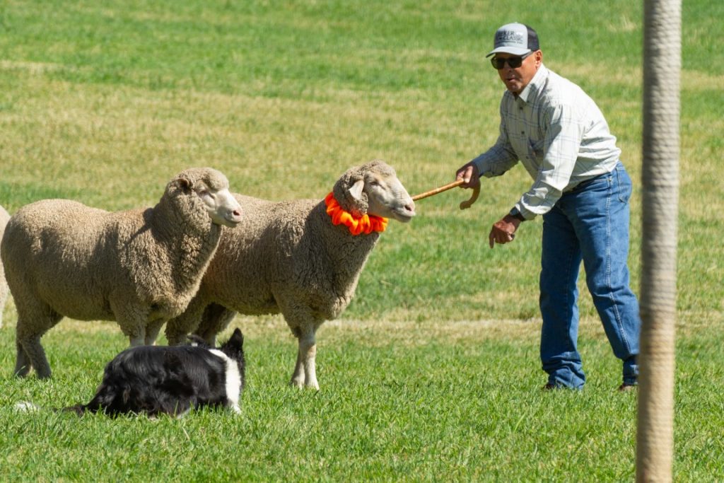 2019 Meeker Classic Reserve Champions - Dennis Edwards & Roy - Meeker  Classic Sheepdog Trials | Meeker Colorado
