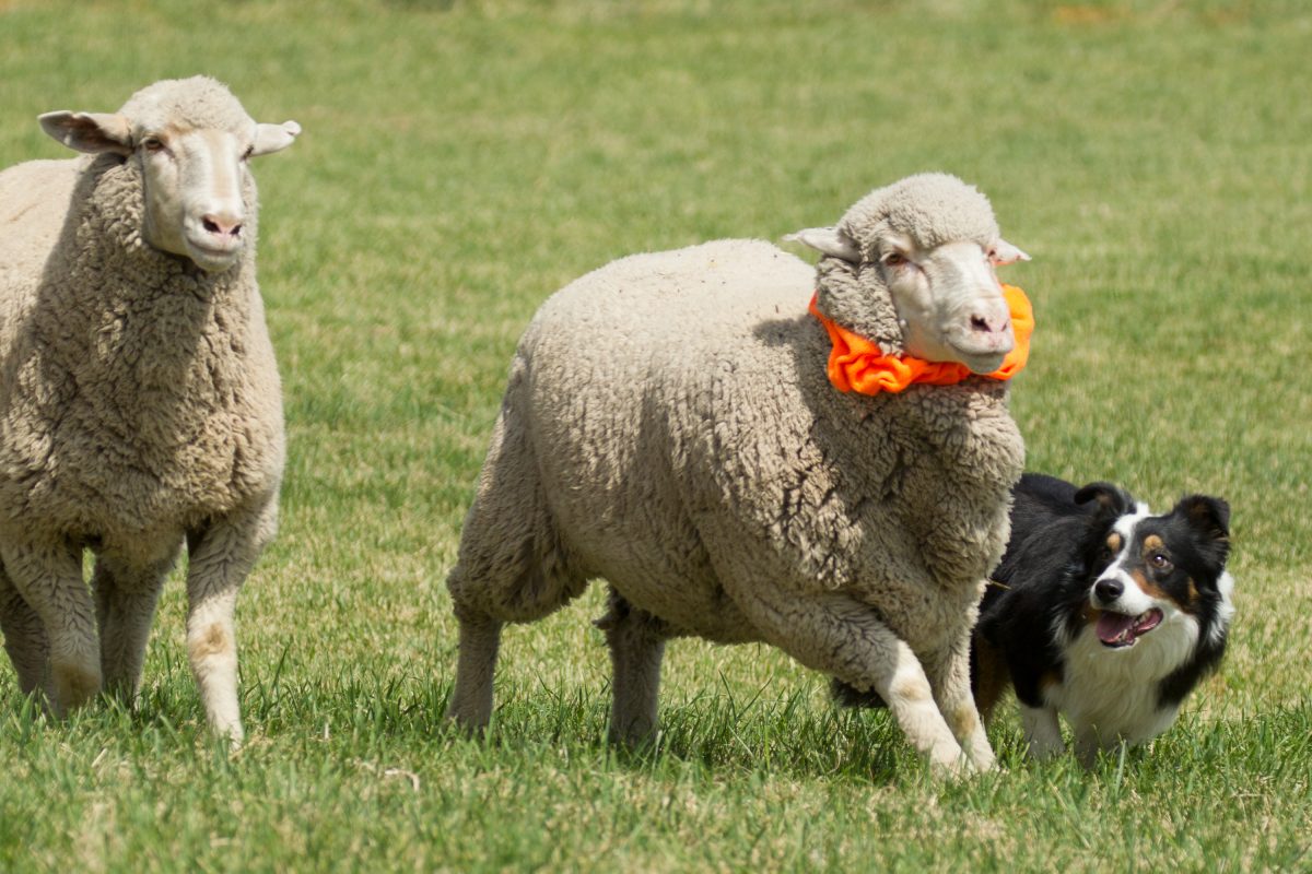 Meeker to extend a day in 2021 Meeker Classic Sheepdog Trials
