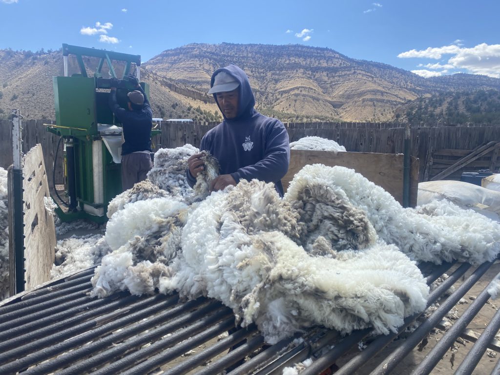 wool fiber from Merino Ewe