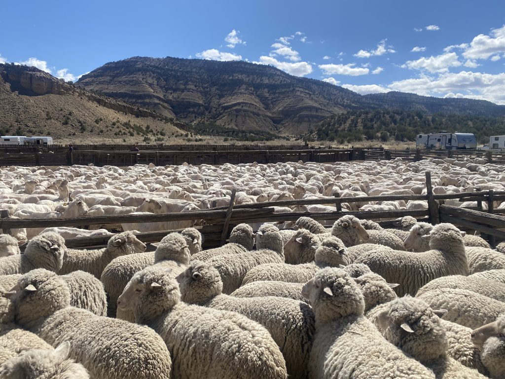 Sheep in Shearing Corrals