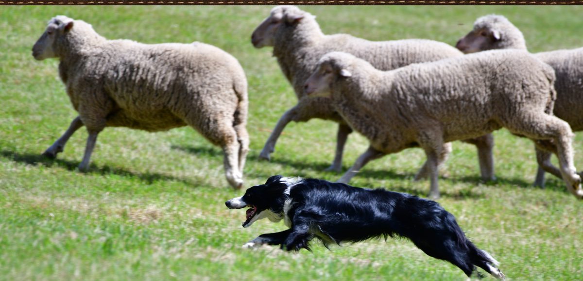 Home Meeker Classic Sheepdog Trials Meeker Colorado